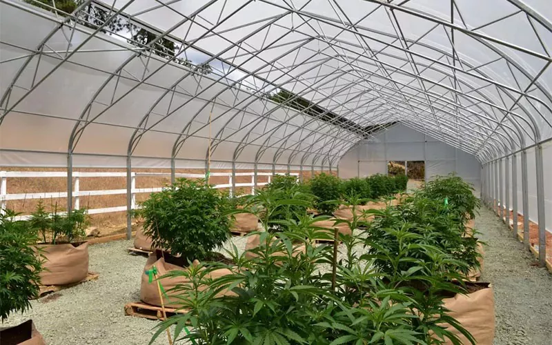 Film Cannabis Film Greenhouse: měnič her v oboru