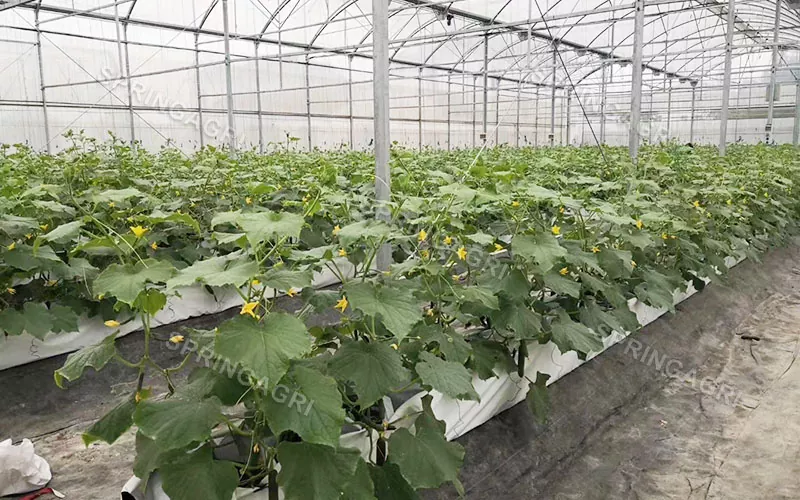 Skleníky s víceúčelovými zemědělskými zařízeními pro hydroponii